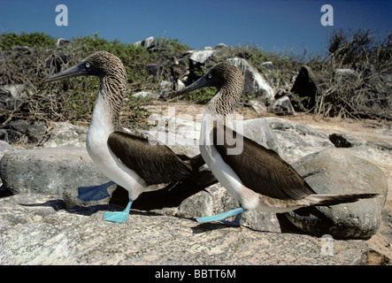 Blue Footed Boobys Sula Nebouxii gehen zusammen in Balz anzeigen Galapagos Insel Pazifik Stockfoto