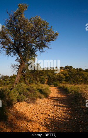 Sonnendurchflutetes Pfad zwischen Olivenbäumen und Scheuerbürste in Spanien. Stockfoto