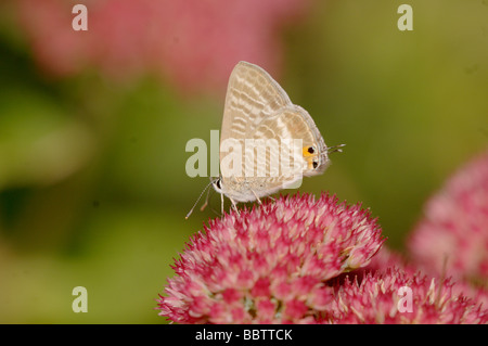 Lange tailed blau Lampides Boeticus auf Sedum fotografiert in Frankreich Stockfoto