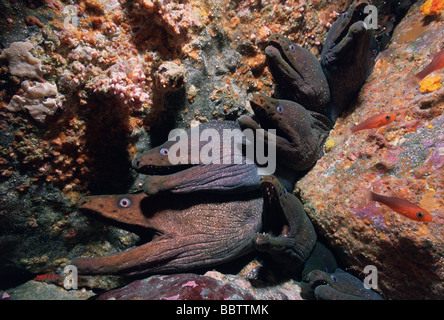 Gut entdeckt Moray Aale Gymnothorax offene Dovii lebenden Korallen Risse kontinuierlich Münder zu atmen Malpelo Insel Columbia Stockfoto