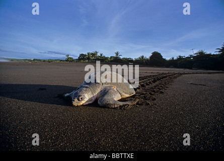 Olive Ridley Turtle Lepidochelys Olivacea Rückkehr zum Meer nach der Eiablage während Arribada Ankunft Ostional Costa Rica Stockfoto