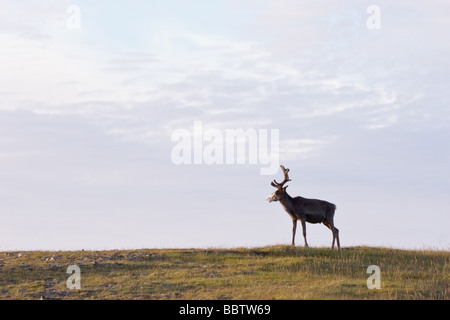 einsame Hirsche stehen im Profil auf Tundra Gras- und blauen Himmelshintergrund Stockfoto