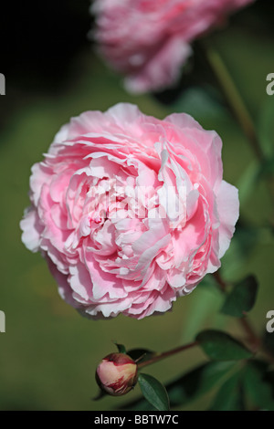 Rosa Pfingstrose Stockfoto