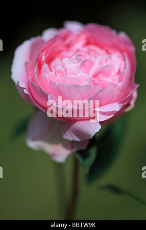 Rosa Pfingstrose Stockfoto