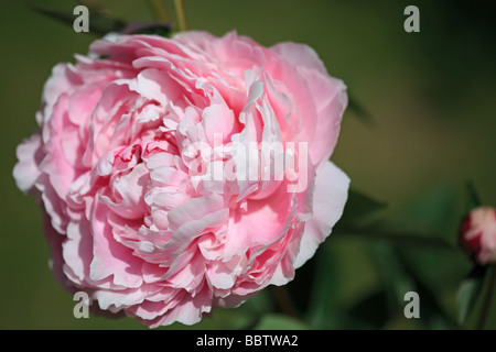 Rosa Pfingstrose Stockfoto