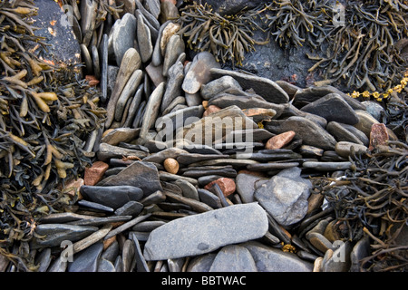 Schiefer Kiesel und Algen machen ein attraktives Muster Stockfoto