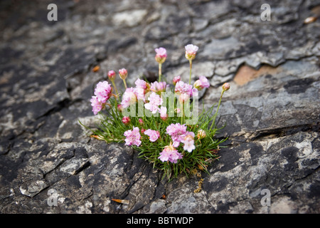 Rosa Meer Sparsamkeit (Armeria Maritima) wächst auf Schiefer, Diabaig, Wester Ross Stockfoto