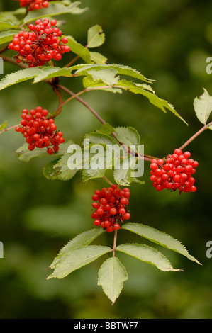 Roten großbeerigen Elder Sambucus Racemosa mit Beeren fotografiert in den französischen Pyrenäen Stockfoto