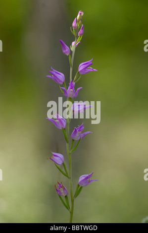 Red Helleborine Cephalanthera Rubra fotografiert in Frankreich Stockfoto