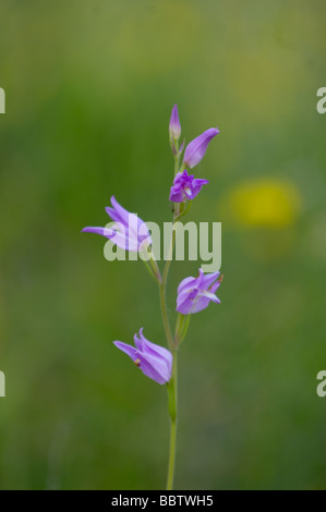 Red Helleborine Cephalanthera Rubra fotografiert in Frankreich Stockfoto