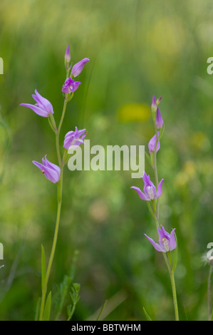 Red Helleborine Cephalanthera Rubra fotografiert in Frankreich Stockfoto