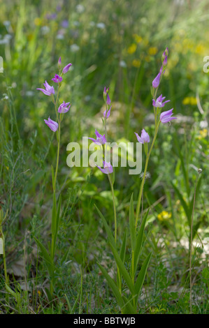 Red Helleborine Cephalanthera Rubra fotografiert in Frankreich Stockfoto