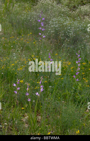 Red Helleborine Cephalanthera Rubra fotografiert in Frankreich Stockfoto