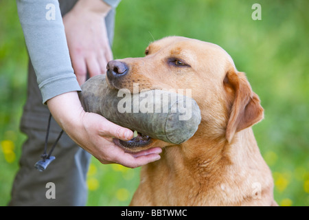 gelber Labrador Retriever Gebrauchshund Stockfoto