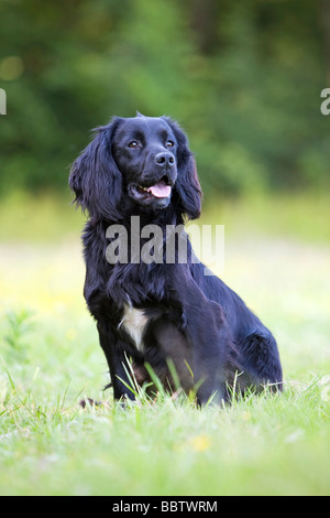 schwarze Cocker Spaniel Gebrauchshund Stockfoto