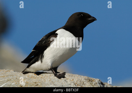 Little Auk oder Dovekie (Alle Alle) Stockfoto