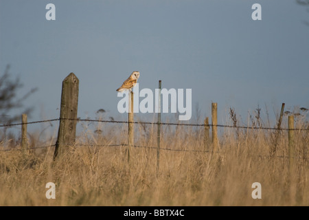 Schleiereule, Tyto alba, Liebling Großbritanniens Eule, Norfolk, Großbritannien. Stockfoto