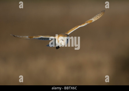 Schleiereule, Tyto alba, Liebling Großbritanniens Eule, Norfolk, Großbritannien. Stockfoto