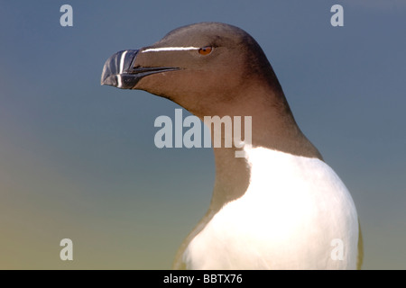 Tordalk Alca Torda thront auf Felsen auf einer Klippe an der RSPB Bempton Klippen UK Stockfoto