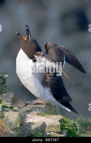 Tordalk Alca Torda thront auf Felsen auf einer Klippe an der RSPB Bempton Klippen UK Stockfoto