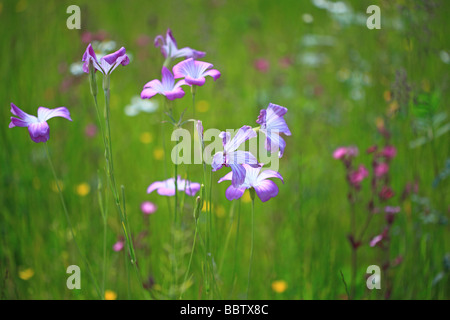 Bunte Wildblumenwiese im Frühjahr Stockfoto