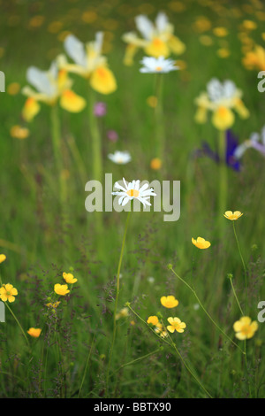 Bunte Wildblumenwiese im Frühjahr Stockfoto