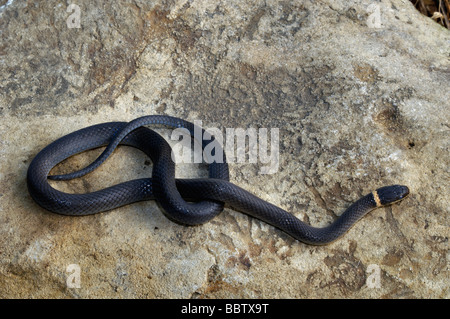 Nördlichen Ringneck Snake in Floyd County Indiana Stockfoto