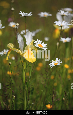 Bunte Wildblumenwiese im Frühjahr Stockfoto