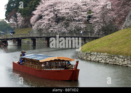 Ein Sightseeing-Boot macht ist Weg durch den Graben auf der Burg Hikone während des Höhepunkts der Kirschblüte Stockfoto