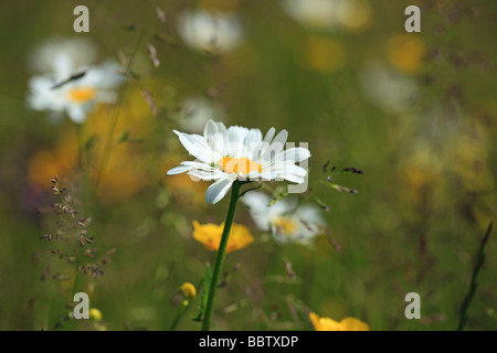 Bunte Wildblumenwiese im Frühjahr Stockfoto