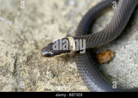 Nördlichen Ringneck Snake in Floyd County Indiana Stockfoto