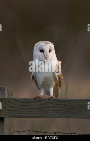 Schleiereule, Tyto alba, Liebling Großbritanniens Eule, Norfolk, Großbritannien. Stockfoto