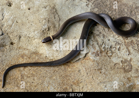 Nördlichen Ringneck Snake in Floyd County Indiana Stockfoto