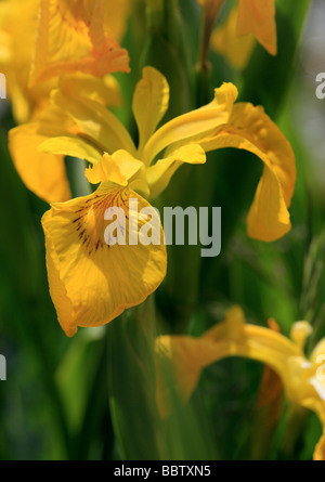 Gelbe Flagge Iris an einem sonnigen Frühlingstag Stockfoto