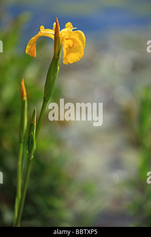 Gelbe Flagge Iris an einem sonnigen Frühlingstag mit einem unscharfen Teich im Hintergrund... Stockfoto