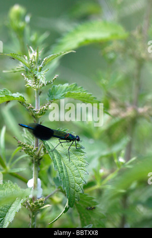 Männliche Gebänderten Prachtlibelle gebändert Schwarzflügel gebändert Agrion Calopteryx Splendens auf Brennnessel Stockfoto