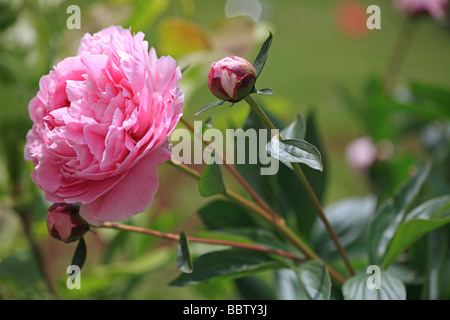 Rosa Pfingstrose Stockfoto