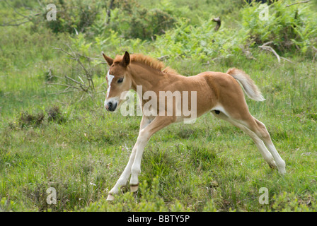 New Forest Fohlen Stockfoto