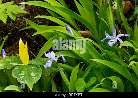 Gelbe Trillium und Zwerg Crested Iris in der Great-Smoky-Mountains-Nationalpark-Tennessee Stockfoto