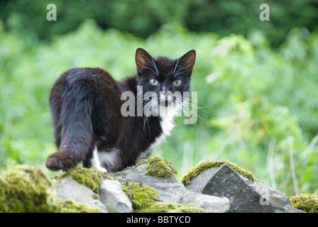 Wilde Katze in wild Stockfoto