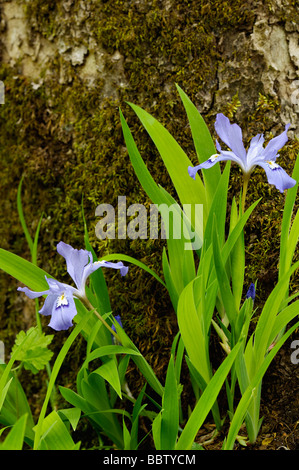 Zwerg Crested Iris im Bereich Greenbrier der Great Smoky Mountains Nationalpark Tennessee Stockfoto