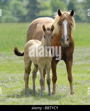 Paso Fino Stute mit Fohlen auf der Weide Stockfoto