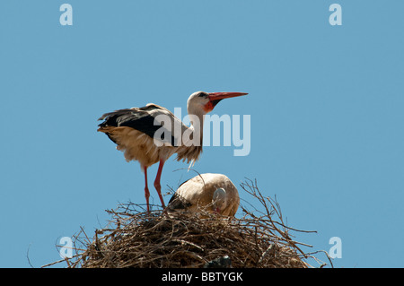 Ein paar Weißstörche nisten auf dem Dach eines Gebäudes in Marrakesch füttern ihre jungen Stockfoto