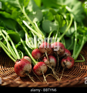 Frisch gepflückt ungewaschenen Bio Rettich mit Laub auf Korbwaren Tablett Stockfoto