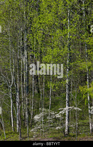 Neuer Frühling Laub und Hartriegel Bäume im Wald in der Great Smoky Mountains National Park North Carolina Stockfoto