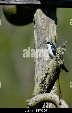 Lila Martin am Berg Bauernhof Museum am Oconaluftee Visitor Center in Great Smoky Mountains Nationalpark Stockfoto