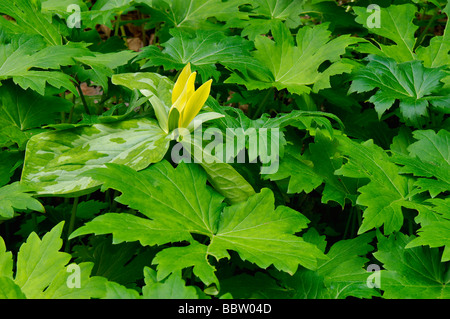 Gelbe Trillium spähen Sie durch andere Flora auf Waldboden im Great Smoky Mountains Nationalpark Tennessee Stockfoto