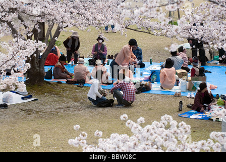 Menschen genießen ein Frühlingspicknick unter blühenden Kirschbäume für die Hanami oder Blume anzeigen-Saison Stockfoto