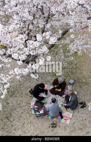 Menschen genießen ein Frühlingspicknick unter blühenden Kirschbäume für die Hanami oder Blume anzeigen-Saison Stockfoto