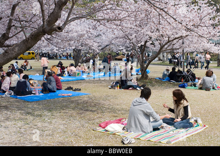 Menschen genießen ein Frühlingspicknick unter blühenden Kirschbäume für die Hanami oder Blume anzeigen-Saison Stockfoto